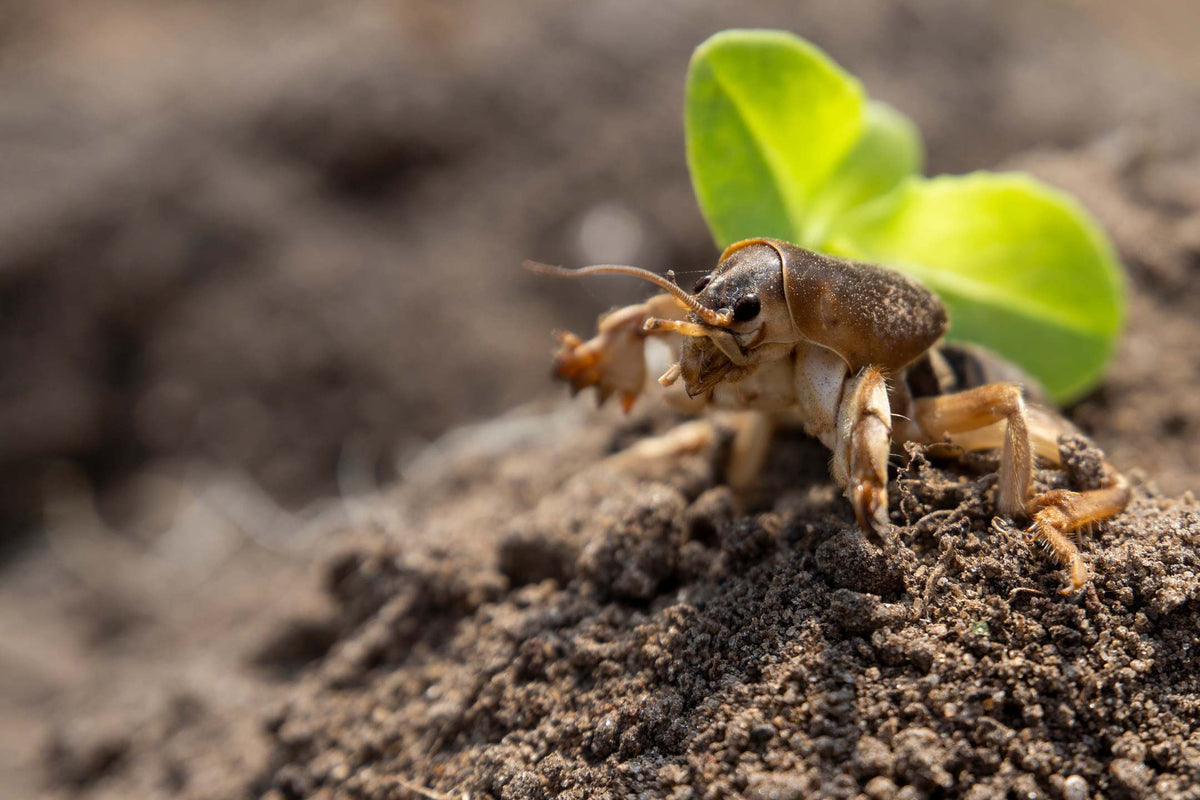 Veenmol bestrijden: wat is het en hoe kom je er vanaf? | ECOstyle