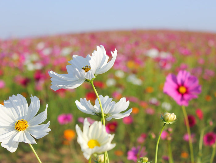 Bloemen zaaien: creëer een kleurrijke en biodiverse tuin