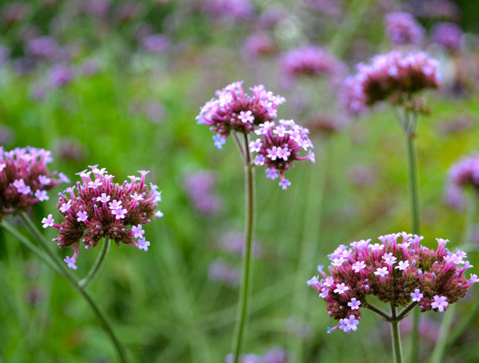 Verbena (IJzerhard) verzorging