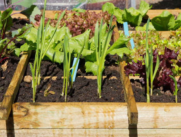 Moestuinkalender per maand
