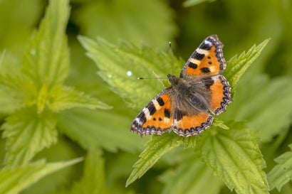 vlinder waardplanten