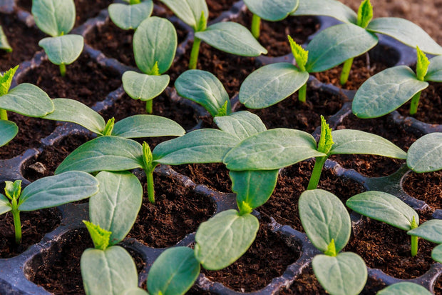 Banner image for: Lees nog meer moestuin tips