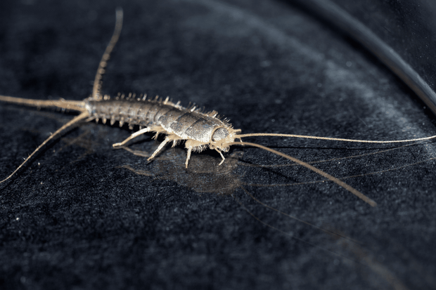 zilvervis bestrijden