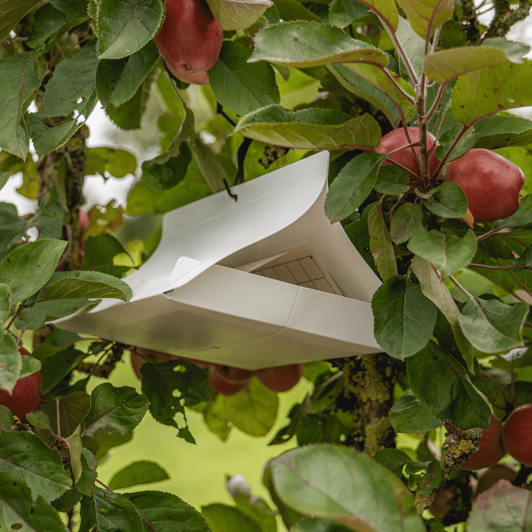 ECOstyle Lijmplaten Voor Feromoonval Fruit En Pruimenmot Kopen ecostyle-lijmplaten-voor-feromoonval-fruit-en-pruimenmot-kopen